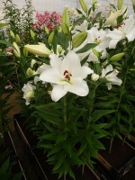 [4350 Tourega VZ No01.JPG]